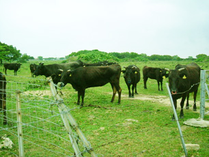 いい牧場の健康な牛たち